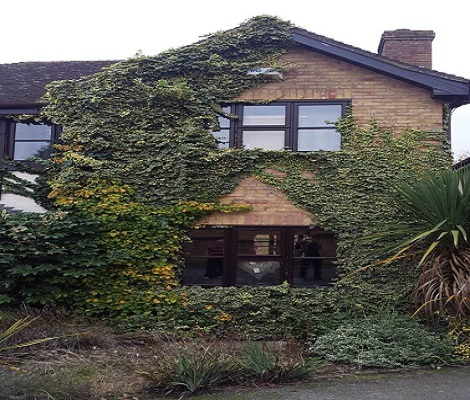 limpieza de yedra Tres Cantos